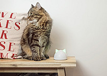 Sure Petcare Hub with cat on table