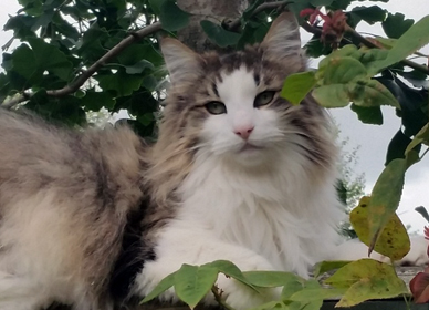 Jenssen the cat Jenssen the cat