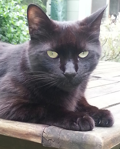 Percy the cat Percy the cat