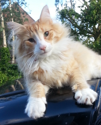 Toast the cat Toast the cat