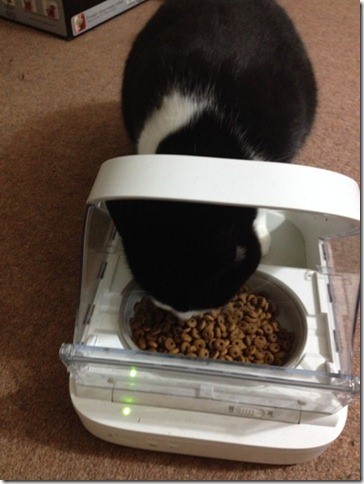 Cat eating from a Microchip Pet Feeder Cat eating from a Microchip Pet Feeder