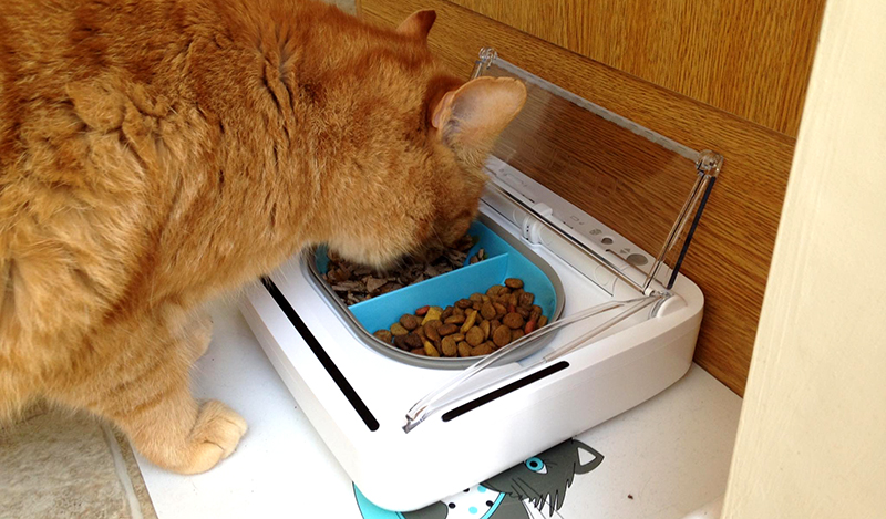 Moley ginger cat with SureFeed Sealed Pet Bowl Moley ginger cat with SureFeed Sealed Pet Bowl