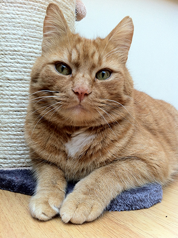 Moley the ginger cat Moley the ginger cat