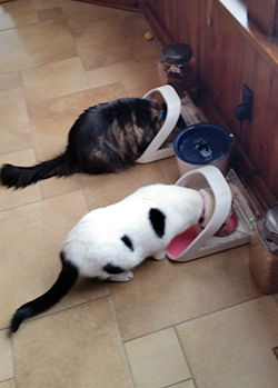 Dizzee und Rascal mit ihren Connect Futterautomaten Dizzee und Rascal mit ihren Connect Futterautomaten