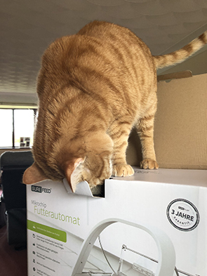 Jelly the cat sitting on a SureFeed box