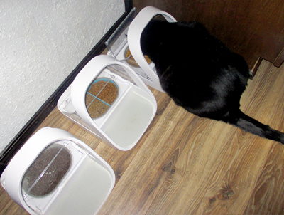 Sophie the cat with SureFeed Microchip Pet Feeder Sophie the cat with SureFeed Microchip Pet Feeder
