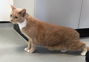 Tati the cat after weight loss Tati the cat after weight loss