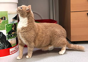 Tati the cat before weight loss Tati the cat before weight loss