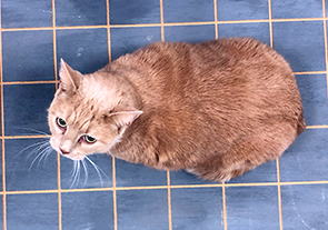 Tati the cat before weight loss Tati the cat before weight loss